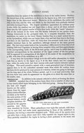 Original Old Antique Print Natural History 1894 Upper Cheek Teeth Palaeothere