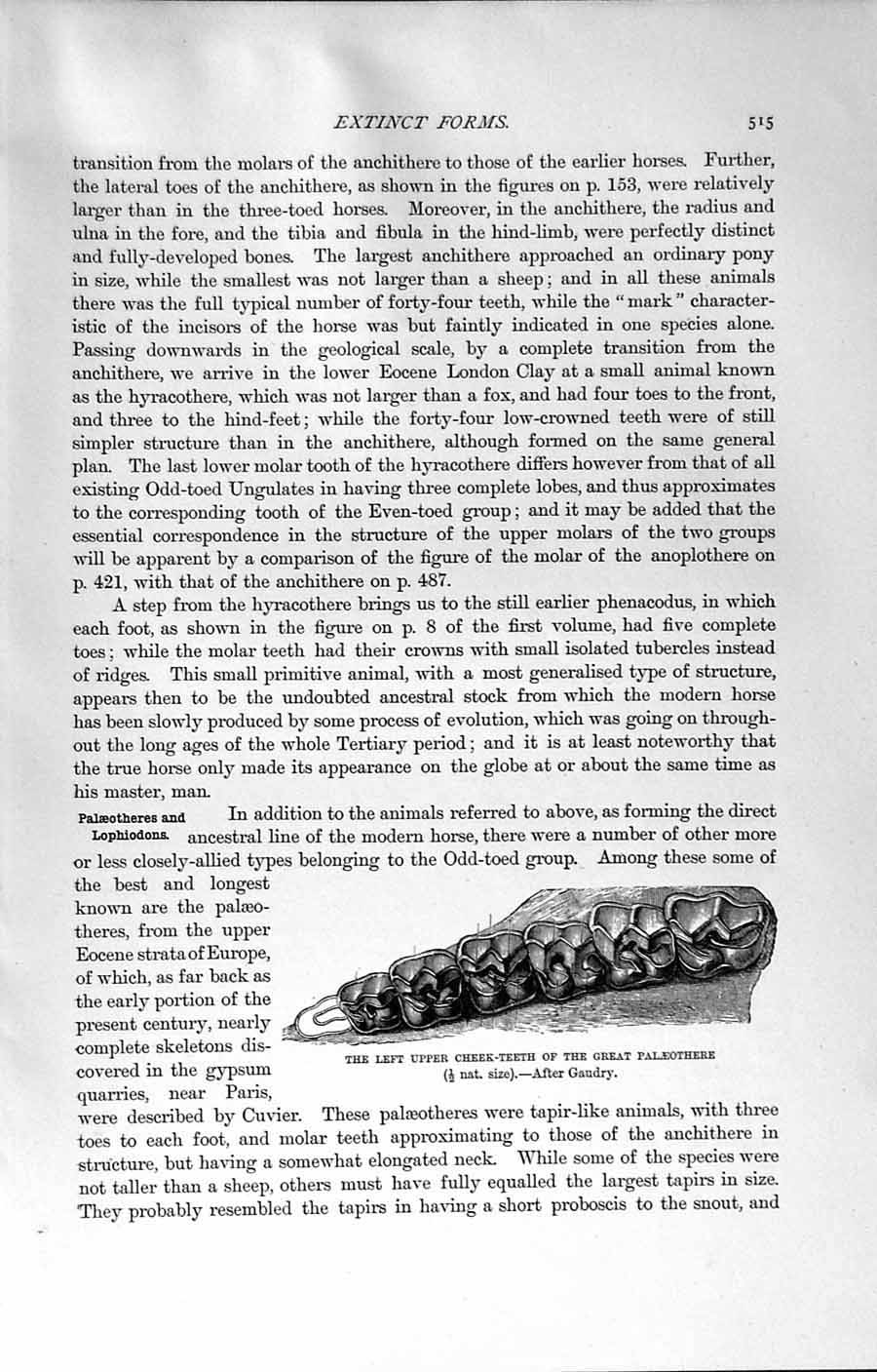 Original Old Antique Print Natural History 1894 Upper Cheek Teeth Palaeothere