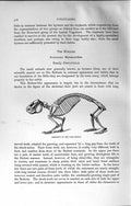 Original Old Antique Print Natural History 1894 Skeleton Cape Hyrax Procaviidae