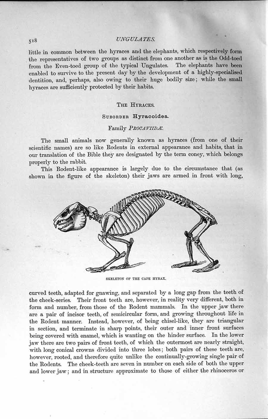 Original Old Antique Print Natural History 1894 Skeleton Cape Hyrax Procaviidae