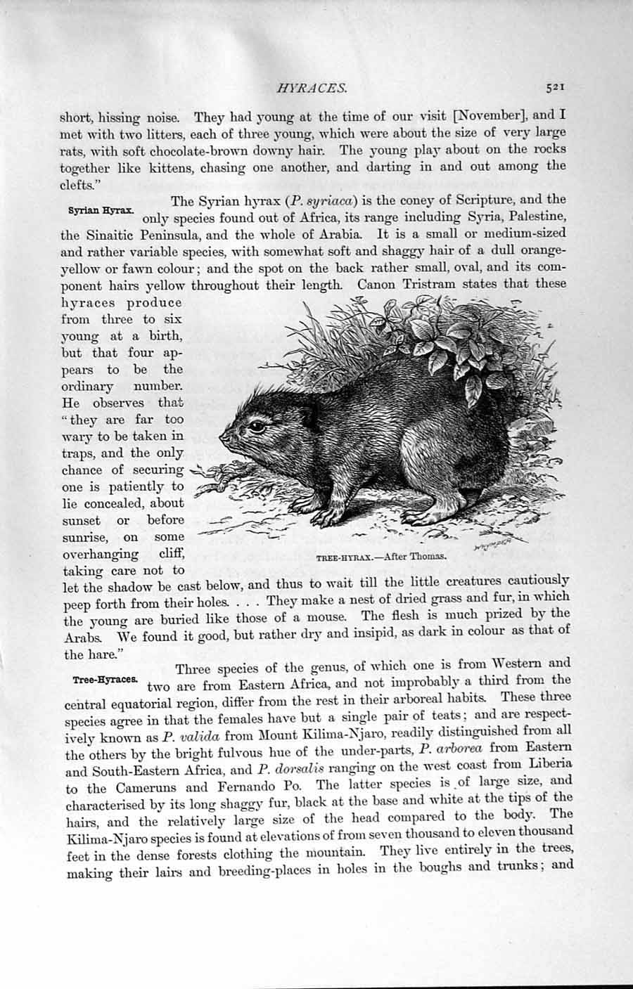 Original Old Antique Print Natural History 1894 Tree Hyrax Africa Animal 19th