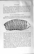 Original Old Antique Print Natural History 1894 Molar Tooth Indian Elephant