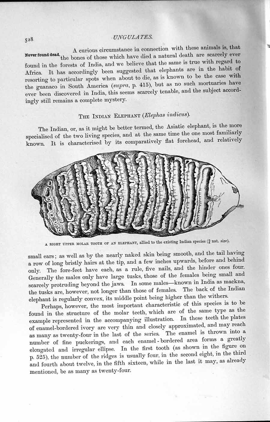 Original Old Antique Print Natural History 1894 Molar Tooth Indian Elephant