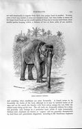 Original Old Antique Print Natural History 1894 Indian Elephant Drinking River