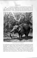 Original Old Antique Print Natural History 1894 Indian Elephants Watering River