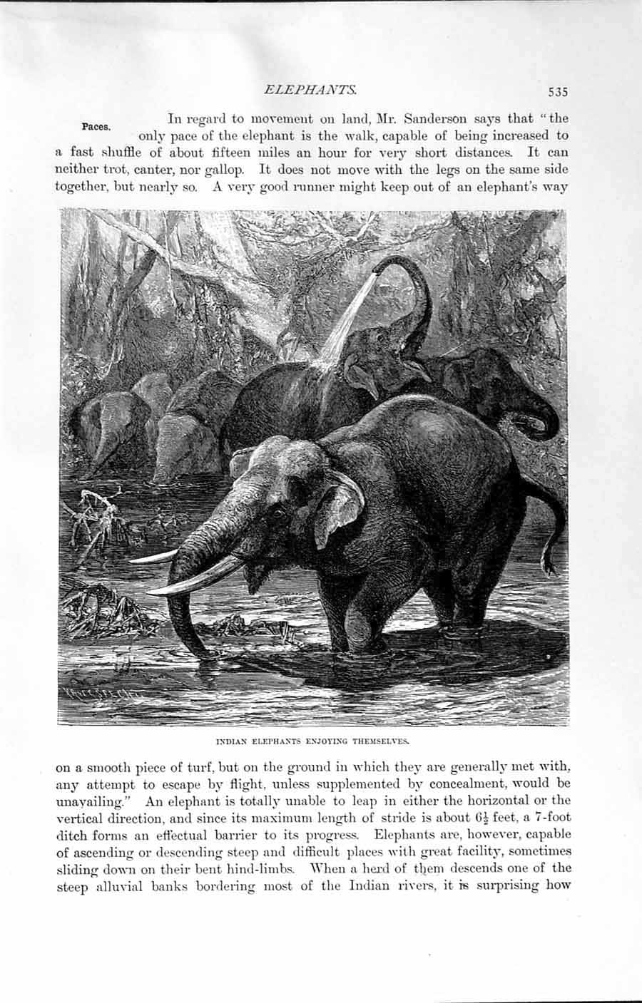 Original Old Antique Print Natural History 1894 Indian Elephants Watering River