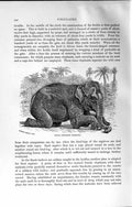 Original Old Antique Print Natural History 1894 Indian Elephant Kneeling Animal