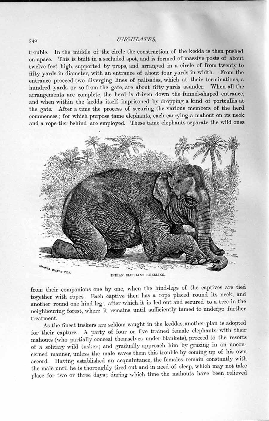 Original Old Antique Print Natural History 1894 Indian Elephant Kneeling Animal
