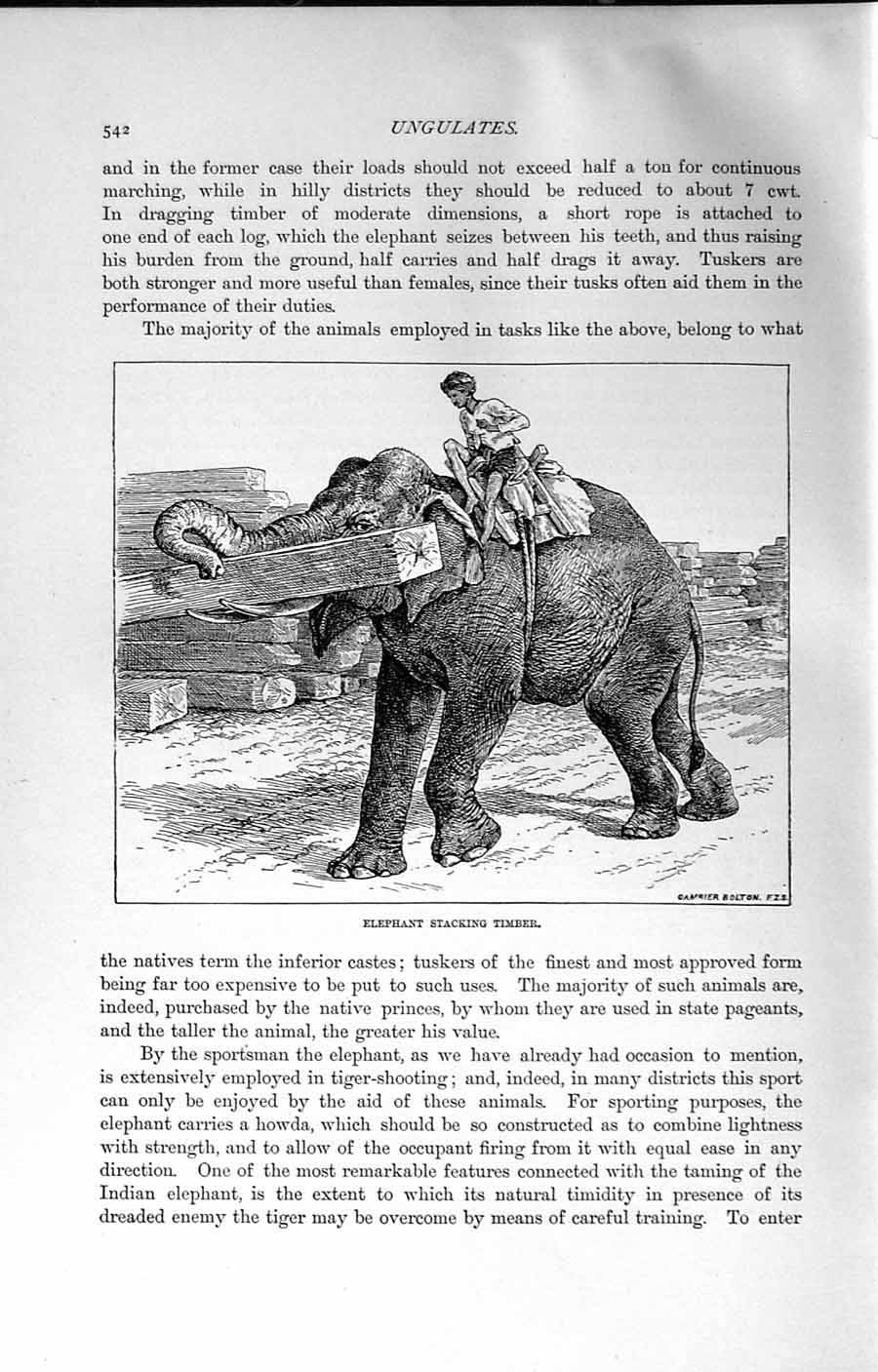 Original Old Antique Print Natural History 1894 Scene Elephant Stacking Timber
