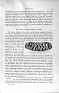 Original Old Antique Print Natural History 1894 Molar Tooth African Elephant