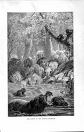 Original Old Antique Print Natural History 1894 African Elephant River Animals