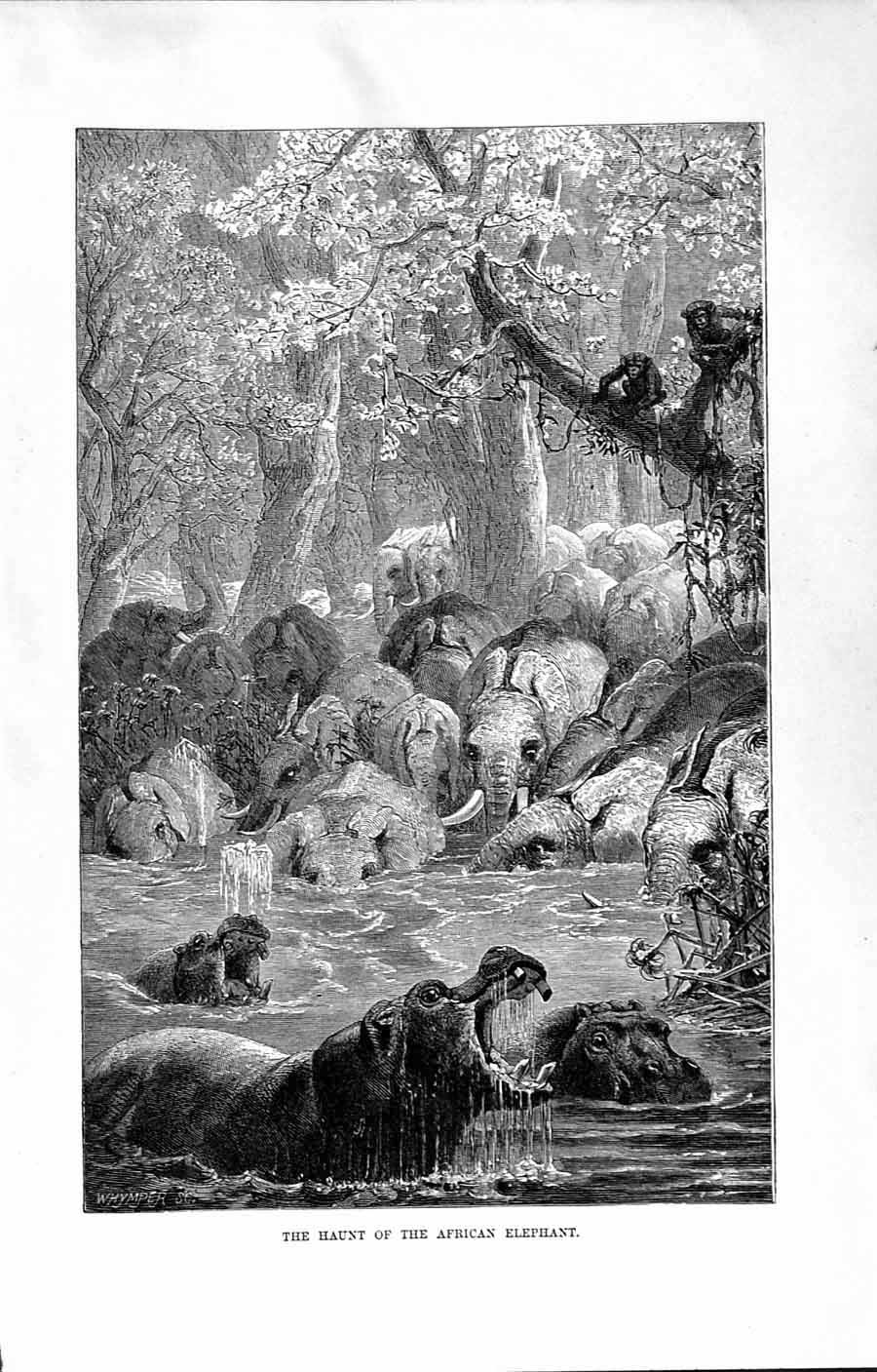 Original Old Antique Print Natural History 1894 African Elephant River Animals