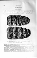 Original Old Antique Print Natural History 1894 Molar Teeth Indian Mastodons