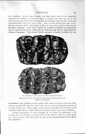 Antique Old Print Ref.841 Natural History 1894 Molar Teeth Indian Mastodons