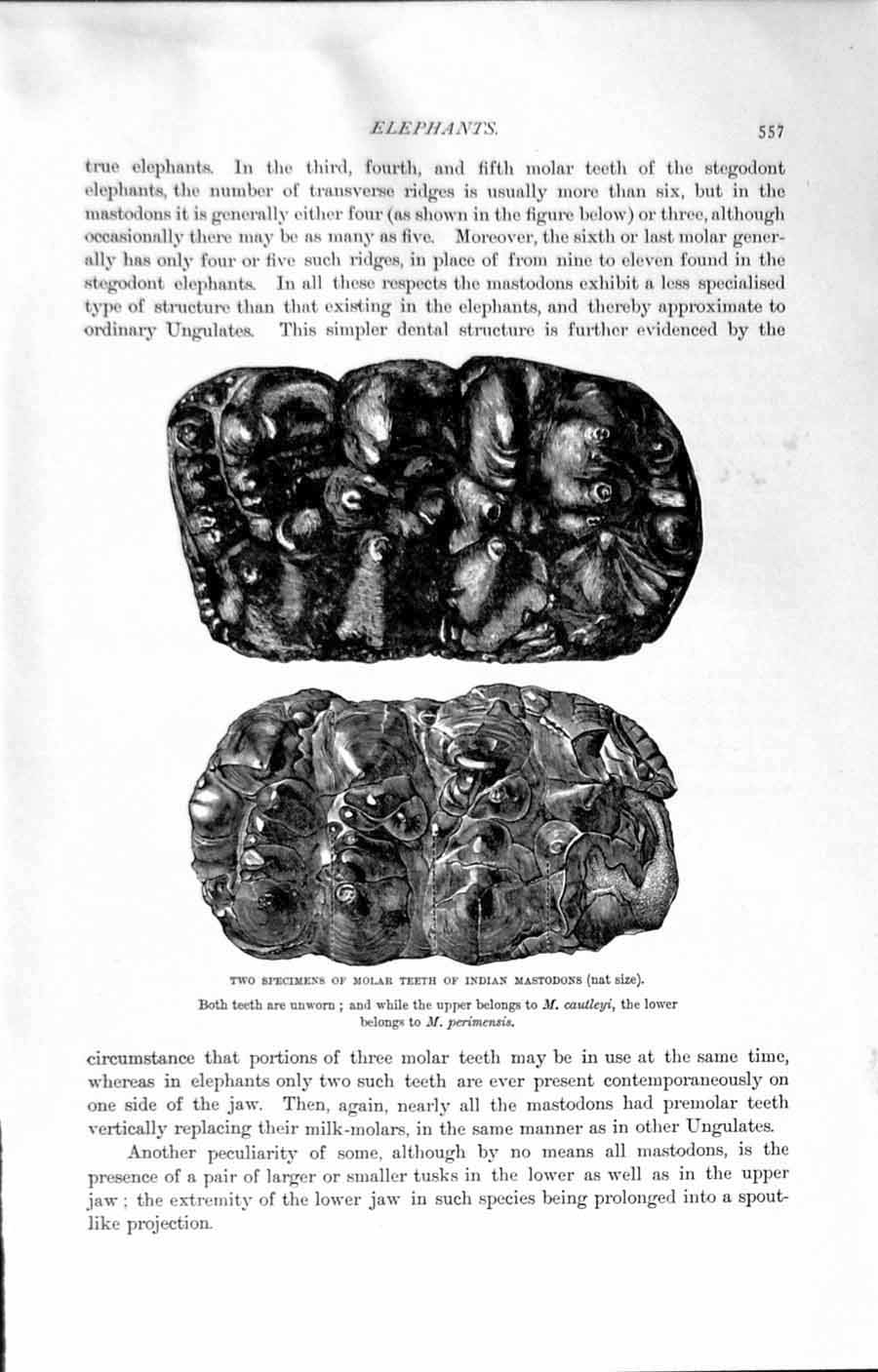 Antique Old Print Ref.841 Natural History 1894 Molar Teeth Indian Mastodons