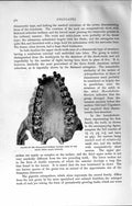 Original Old Antique Print Natural History 1894 Homalodontothere Palate Teeth