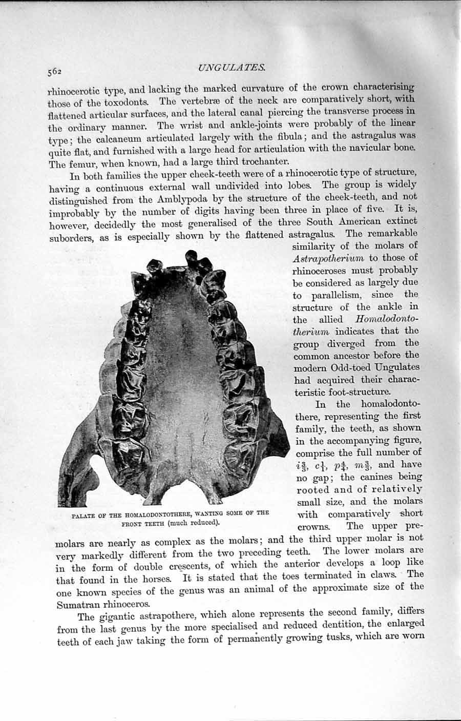 Original Old Antique Print Natural History 1894 Homalodontothere Palate Teeth