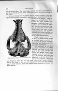 Original Old Antique Print Under-Surface Skull Nesodon Natural History 1894