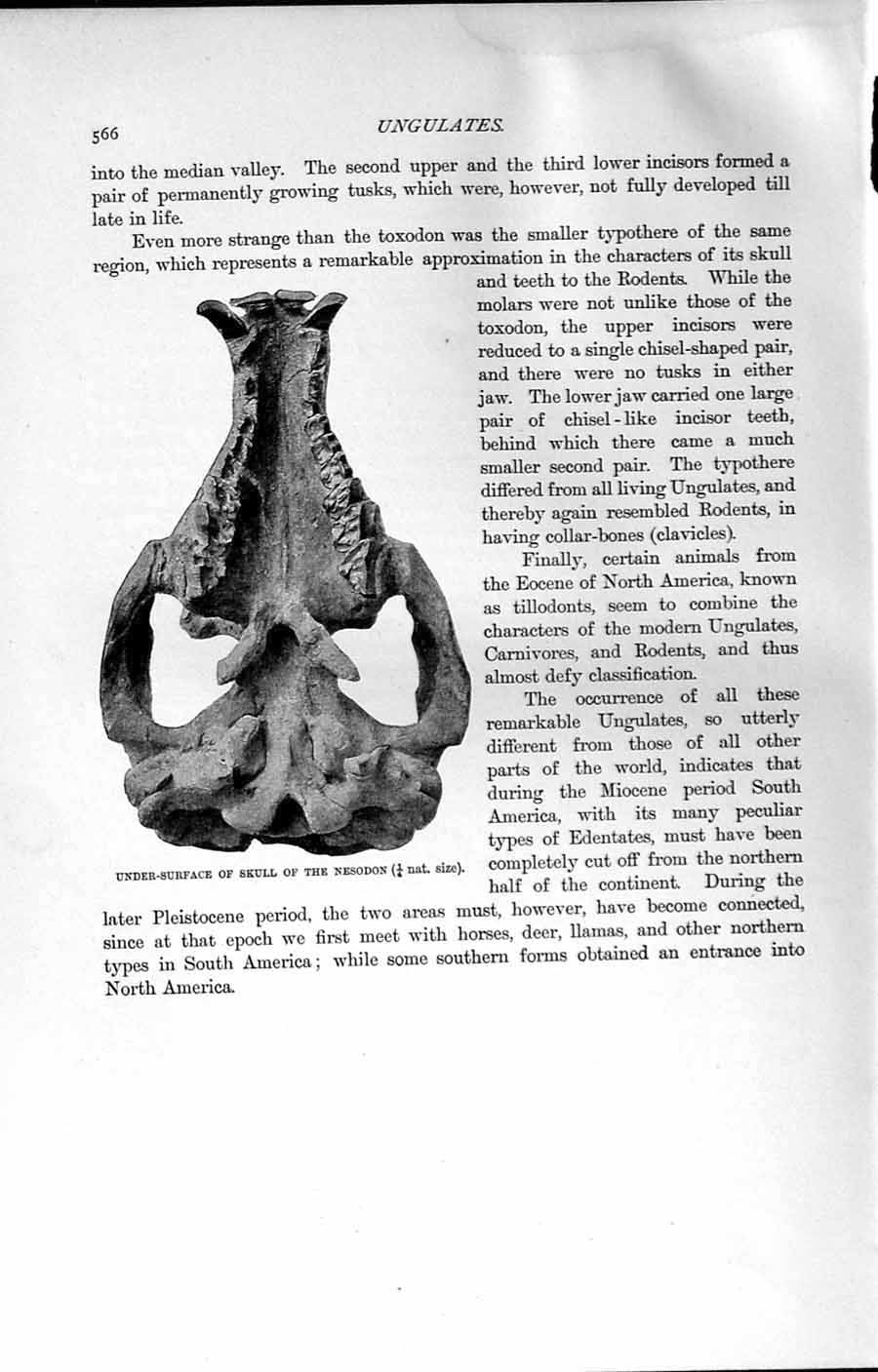 Original Old Antique Print Under-Surface Skull Nesodon Natural History 1894