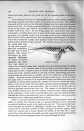 Original Old Antique Print Natural History 1894 Skeleton Manati Bones Victorian