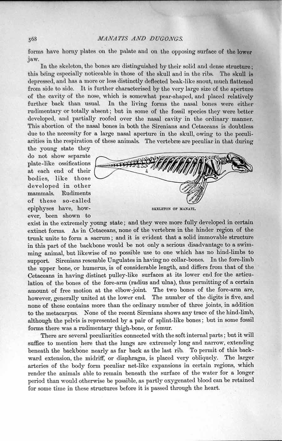 Original Old Antique Print Natural History 1894 Skeleton Manati Bones Victorian