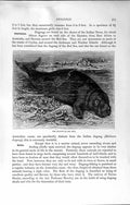Original Old Antique Print Natural History 1894 Skeleton Sea-Cow Indian Dugong