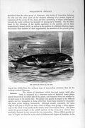 Original Old Antique Print Natural History 1894-95 Greenland Whale Mammal 19th