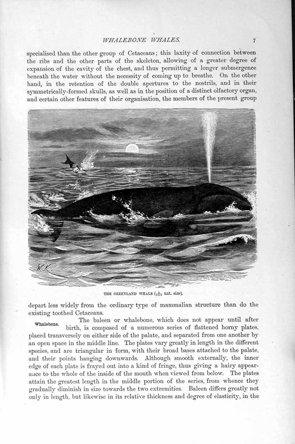 Original Old Antique Print Natural History 1894-95 Greenland Whale Mammal 19th