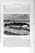 Original Old Antique Print Lesser Fin-Whale Whalebone Natural History 1894-95