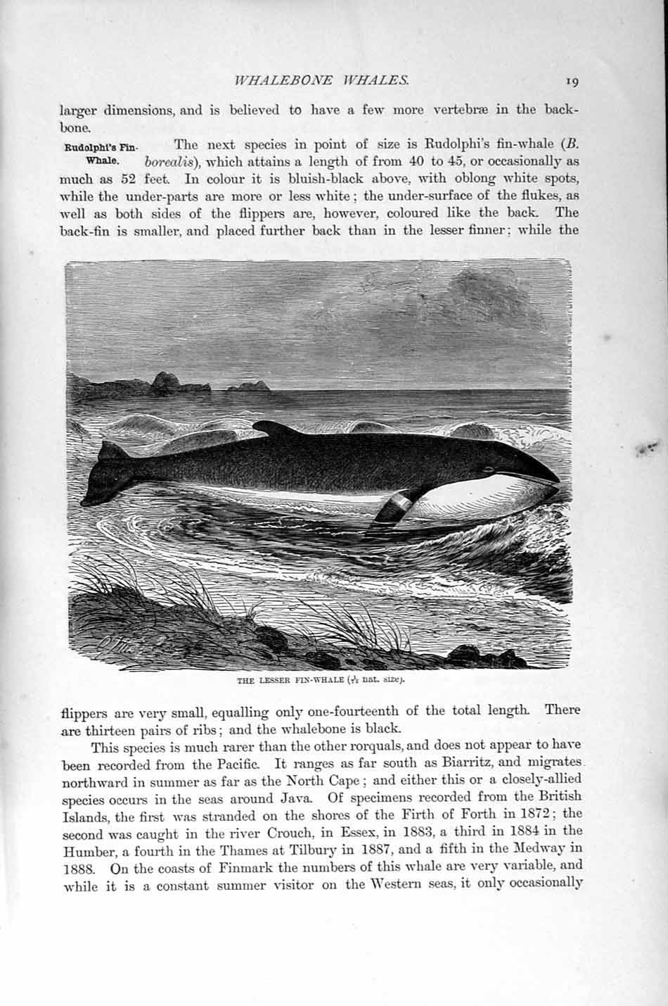 Original Old Antique Print Lesser Fin-Whale Whalebone Natural History 1894-95