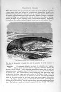 Original Old Antique Print Natural History 1894-95 Philippine Rats Rodents 19th