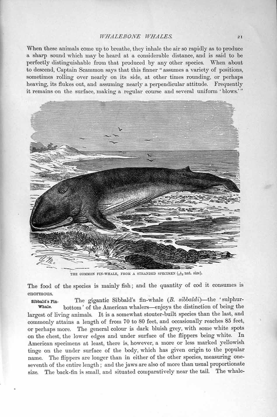 Original Old Antique Print Natural History 1894-95 Philippine Rats Rodents 19th