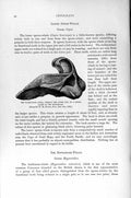 Original Old Antique Print Natural History 1894-95 Water-Worn Skull Whale Jaw