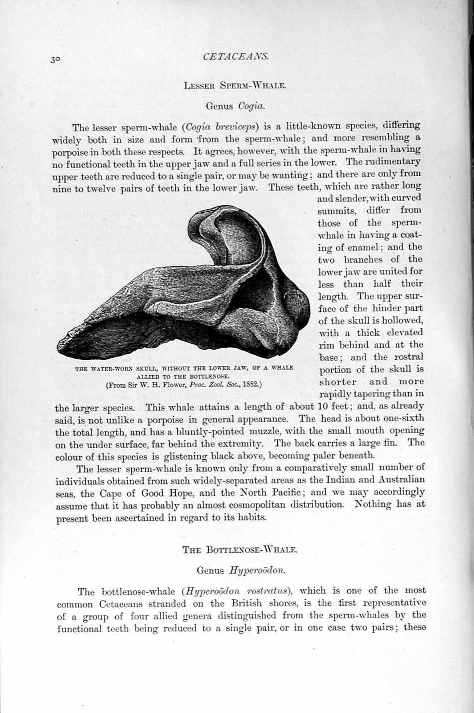 Original Old Antique Print Natural History 1894-95 Water-Worn Skull Whale Jaw