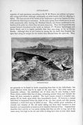 Original Old Antique Print Bottlenose Whale Cetaceans Natural History 1894-95