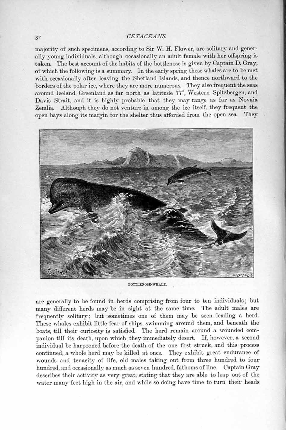 Original Old Antique Print Bottlenose Whale Cetaceans Natural History 1894-95