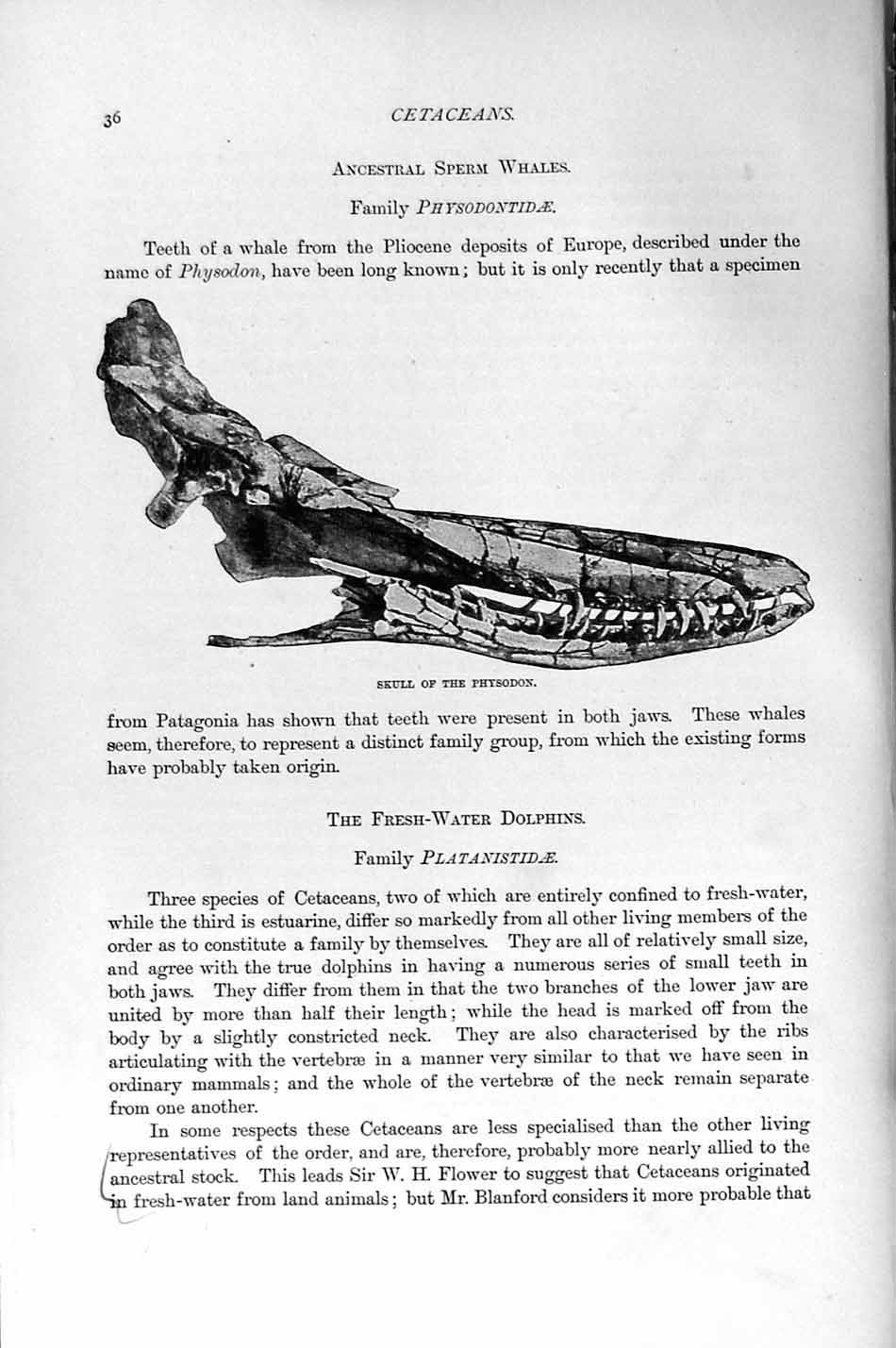 Original Old Antique Print Natural History 1894-95 Skull Physodon Cetacean 19th