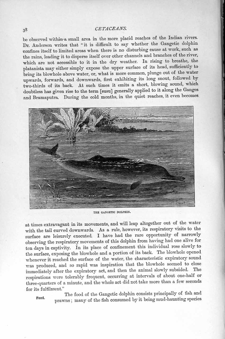 Original Old Antique Print Natural History 1894-95 Gangetic Dolphin Cetaceans