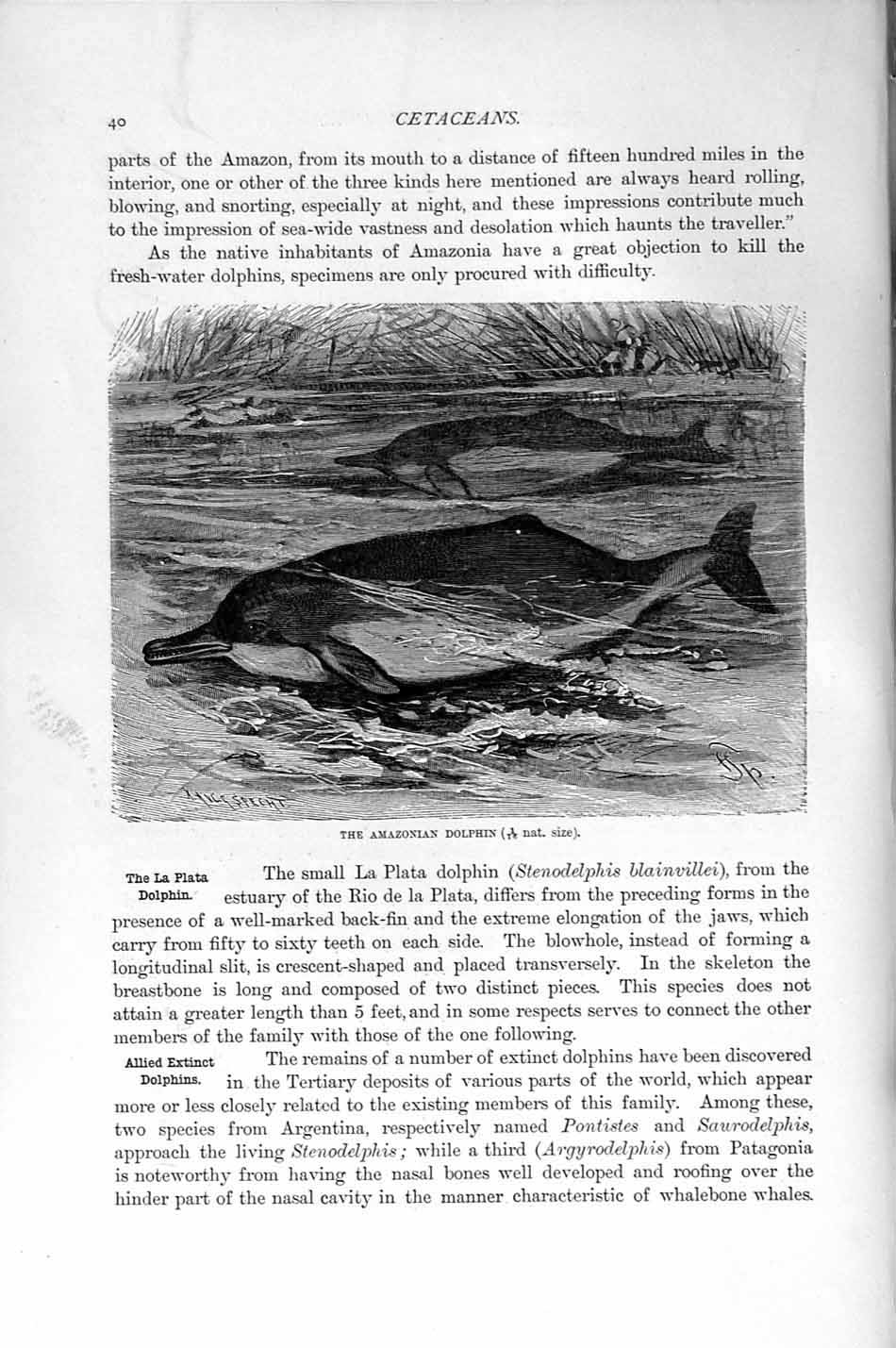 Original Old Antique Print Natural History 1894-95 Amazonian Dolphin Cetaceans