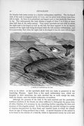 Original Old Antique Print Natural History 1894-95 School Narwhals Cetaceans