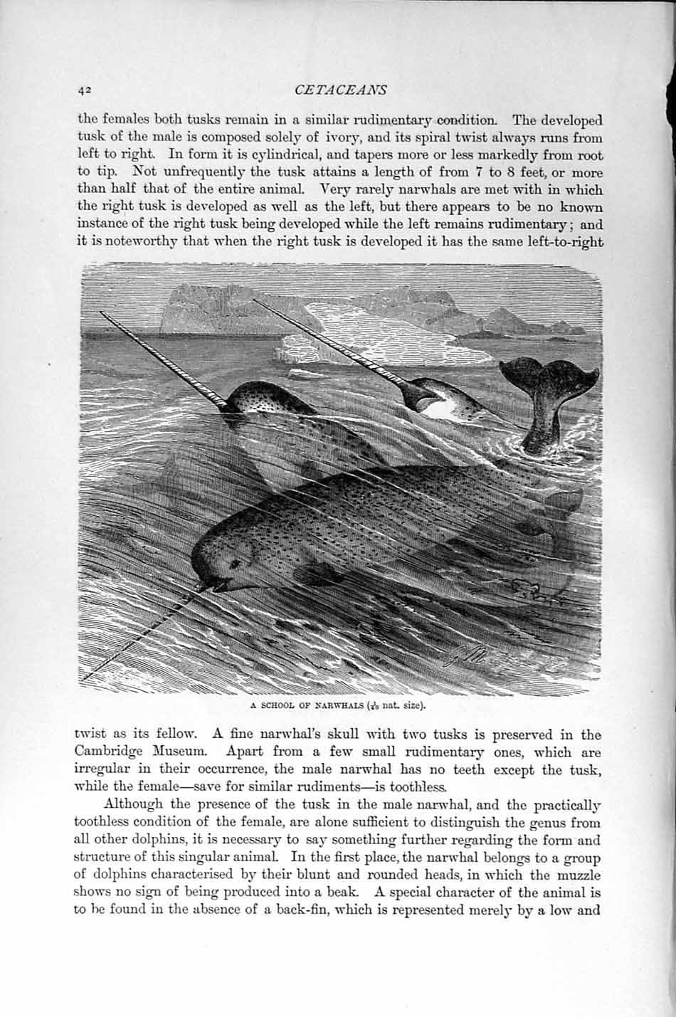 Original Old Antique Print Natural History 1894-95 School Narwhals Cetaceans