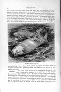 Original Old Antique Print White Whale Cetaceans Natural History 1894-95 19th