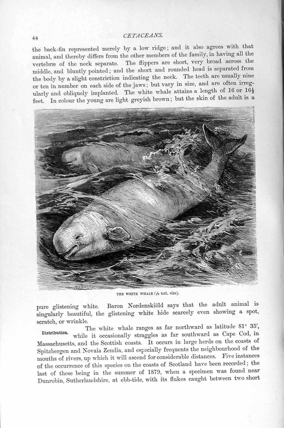 Original Old Antique Print White Whale Cetaceans Natural History 1894-95 19th