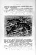 Original Old Antique Print Natural History 1894-95 Common Porpoise Cetaceans