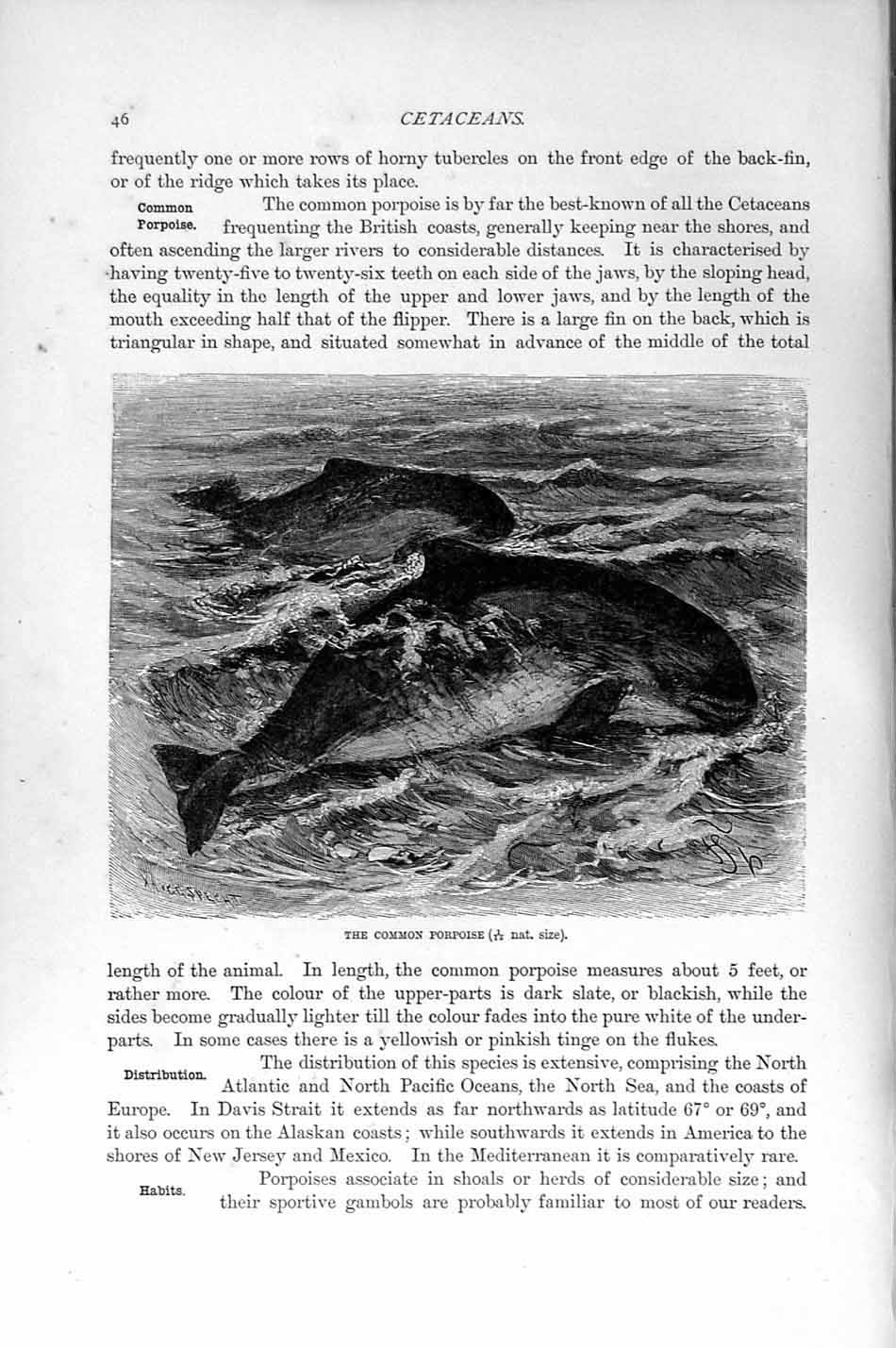 Original Old Antique Print Natural History 1894-95 Common Porpoise Cetaceans