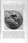 Original Old Antique Print Porpoise Diving Sea Natural History 1894-95 19th