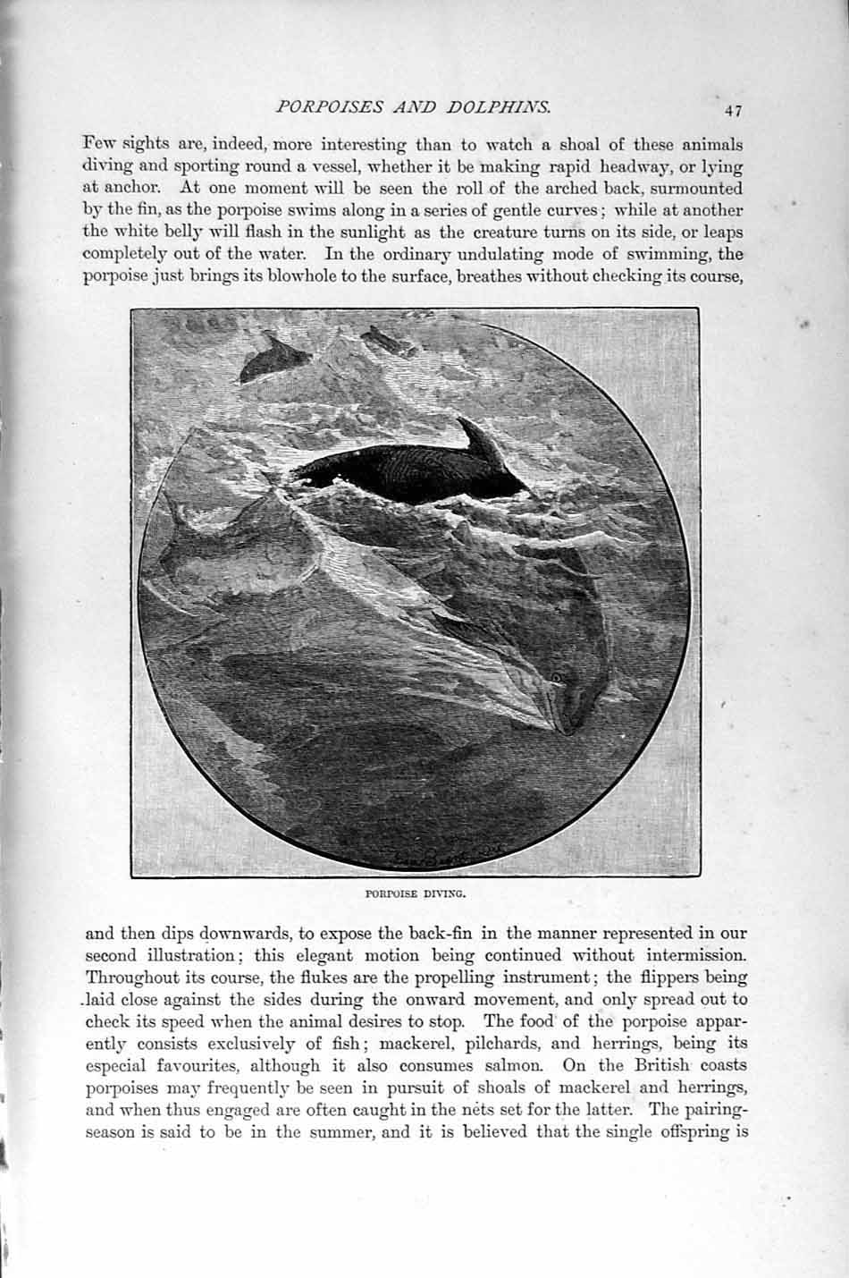 Original Old Antique Print Porpoise Diving Sea Natural History 1894-95 19th