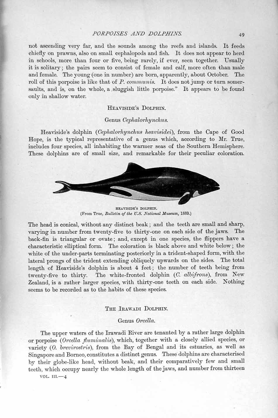 Original Old Antique Print Natural History 1894-95 Heaviside Dolphin Animal