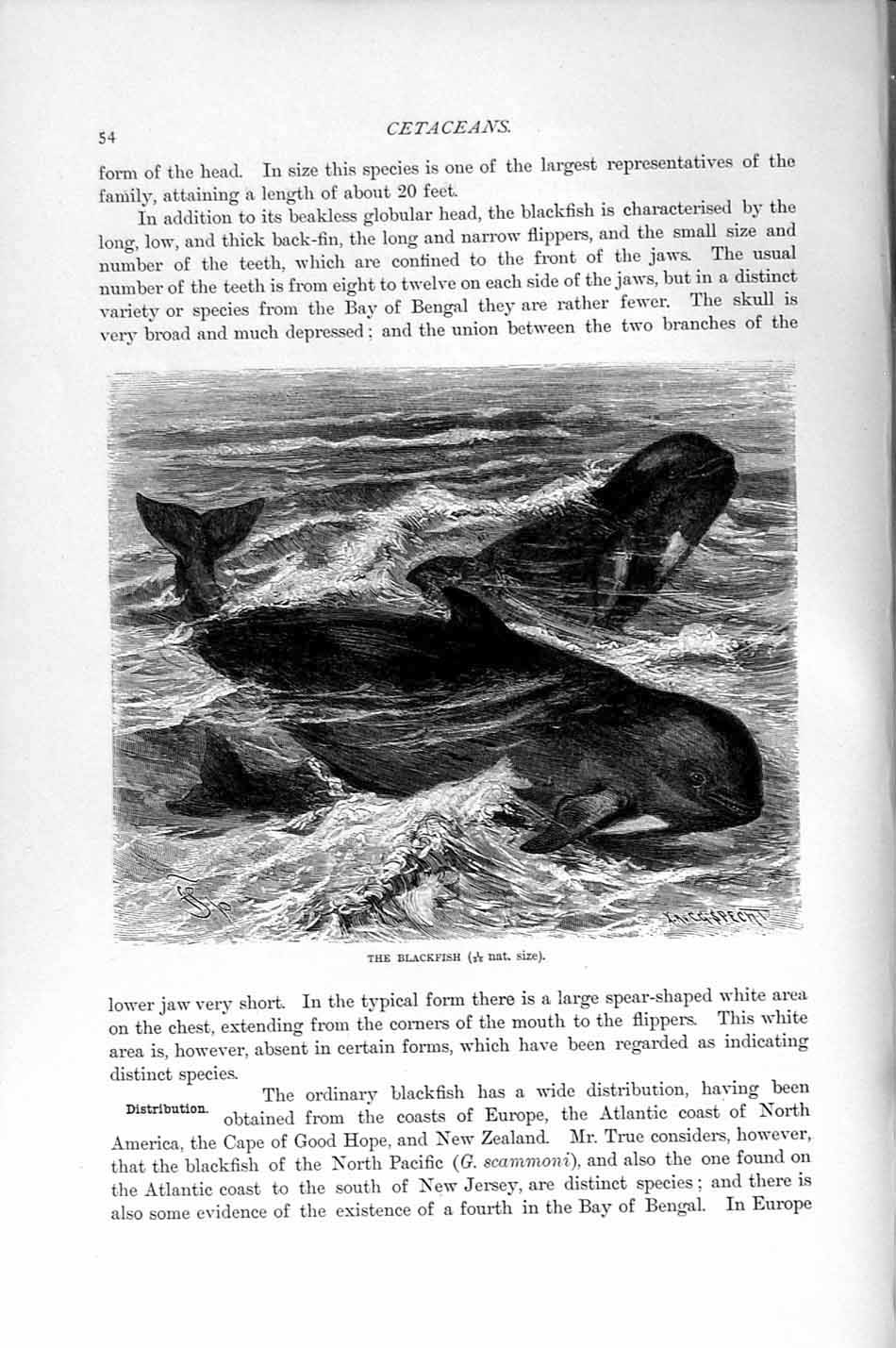 Original Old Antique Print Natural History 1894-95 Cetaceans Blackfish 19th