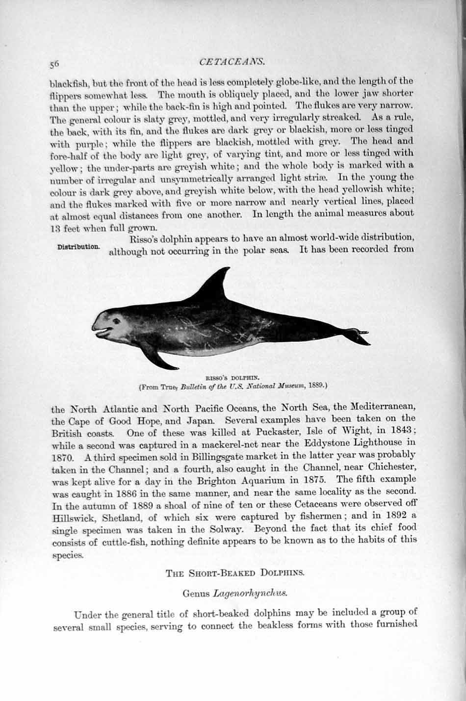Original Old Antique Print Risso Dolphin Natural History 1894-95 Cetaceans 19th